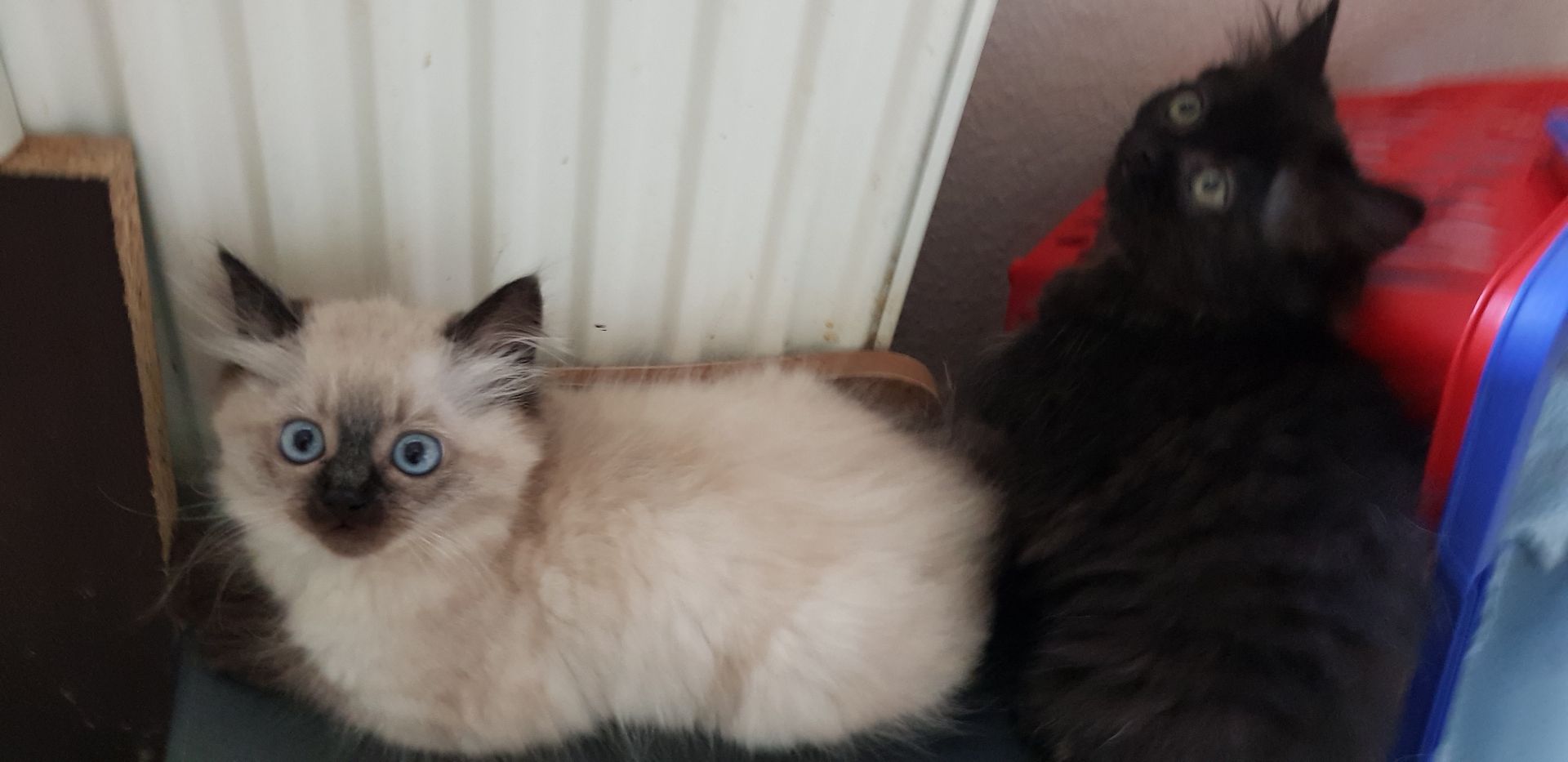 Perser Kater Colourpoint