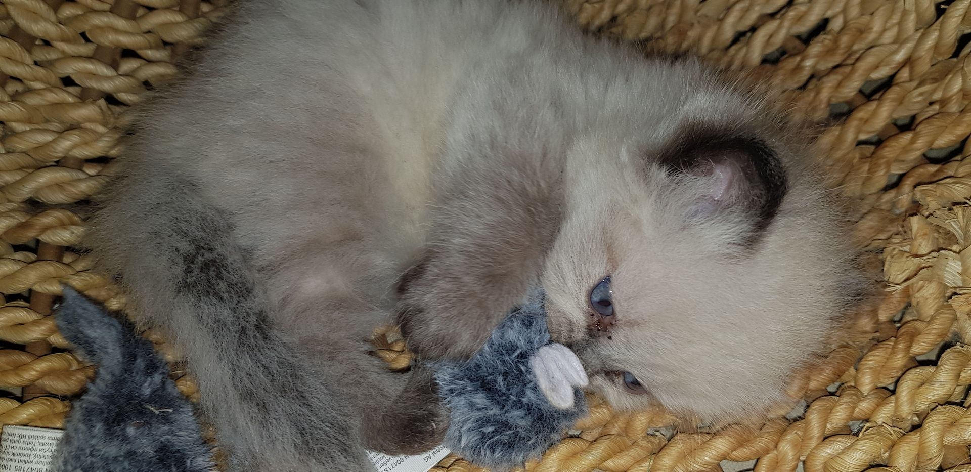 Perser Kater Colourpoint