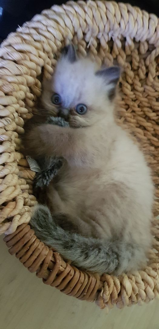 Perser Kater Colourpoint