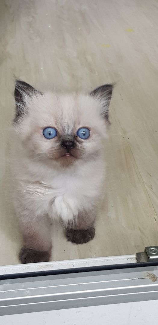 Perser Kater Colourpoint