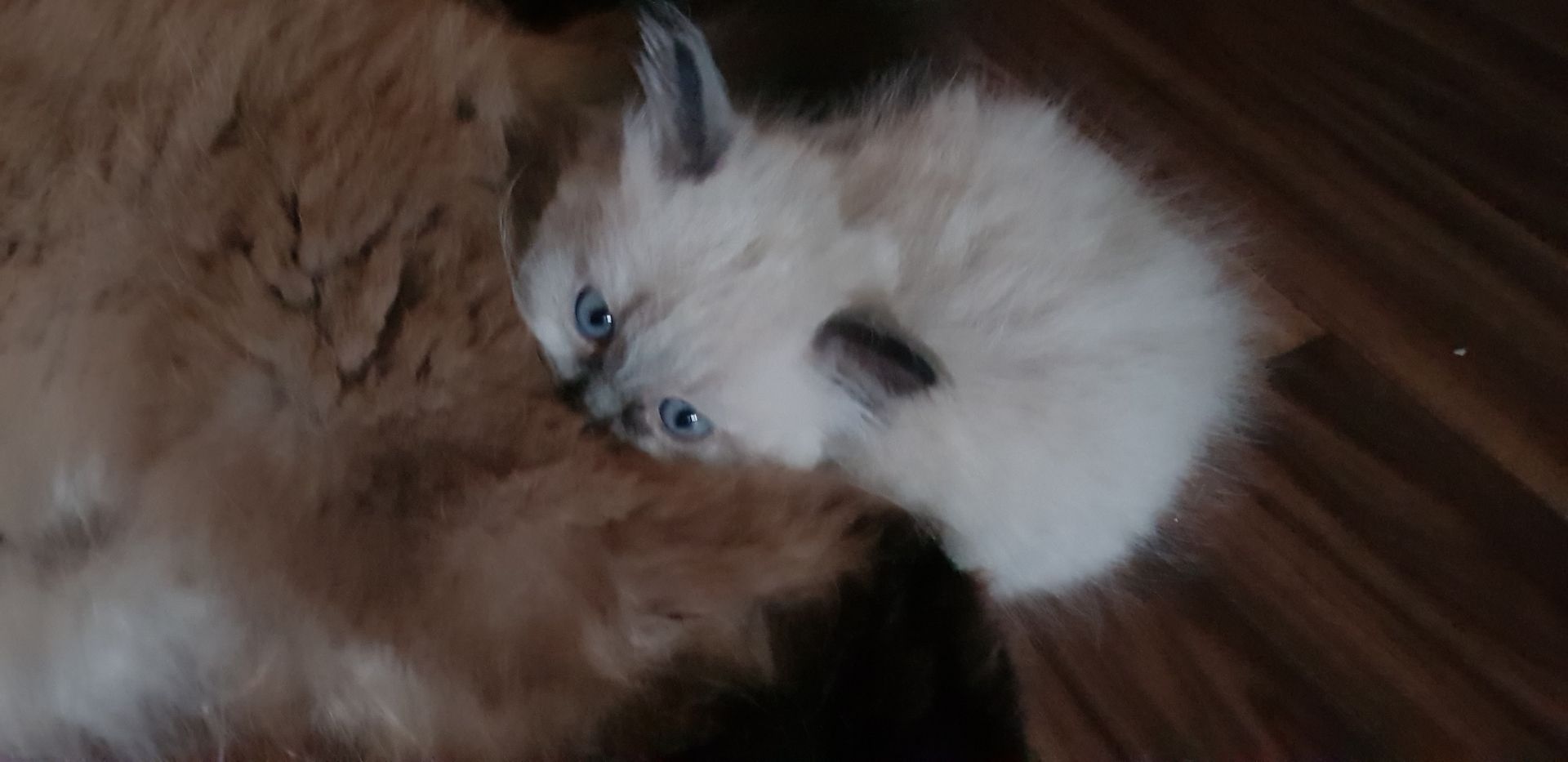 Perser Kater Colourpoint