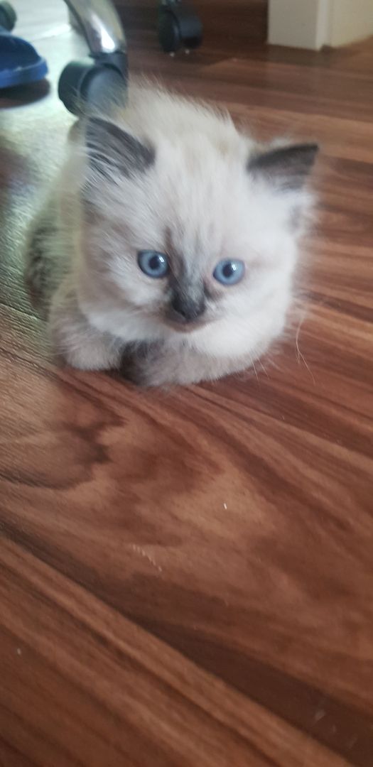 Perser Kater Colourpoint