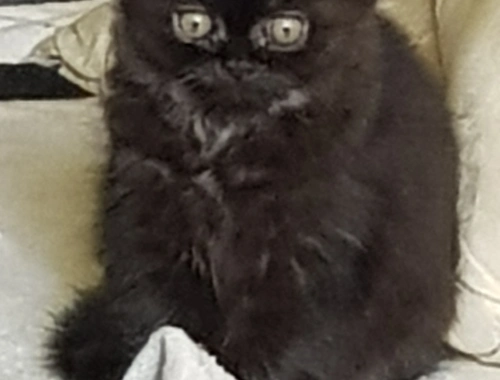 Perser Katze schwarz