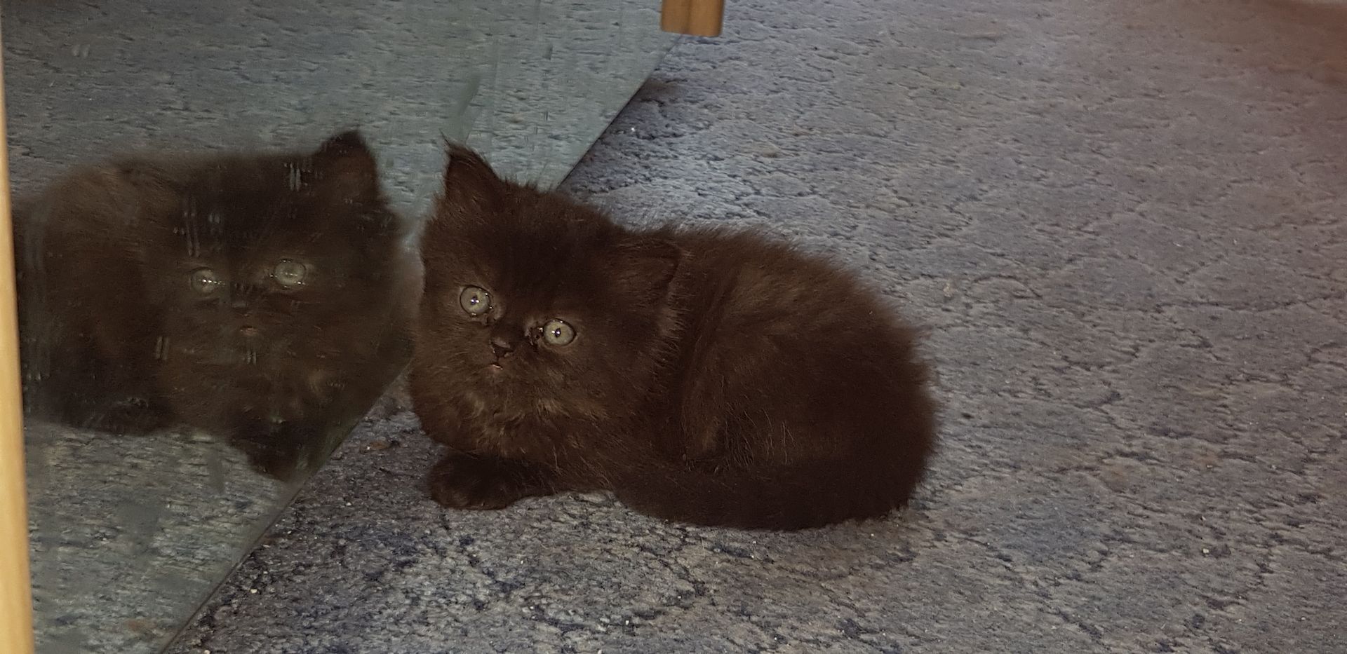 Perser Katze schwarz