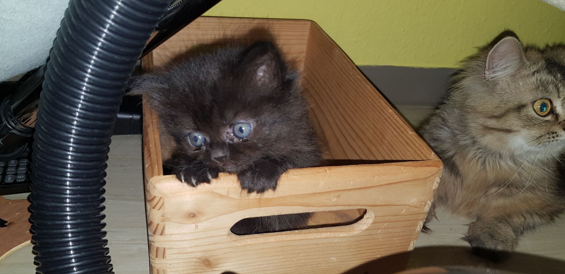 Perser Katze schwarz