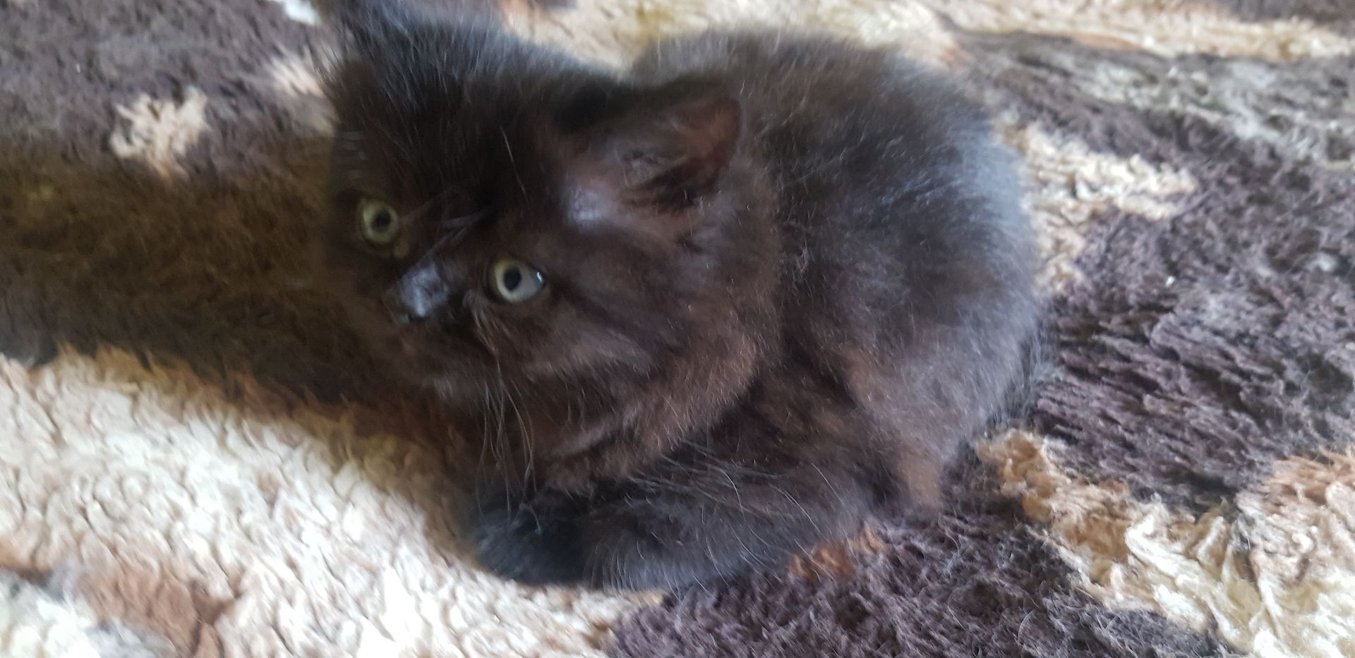 Perser Katze schwarz