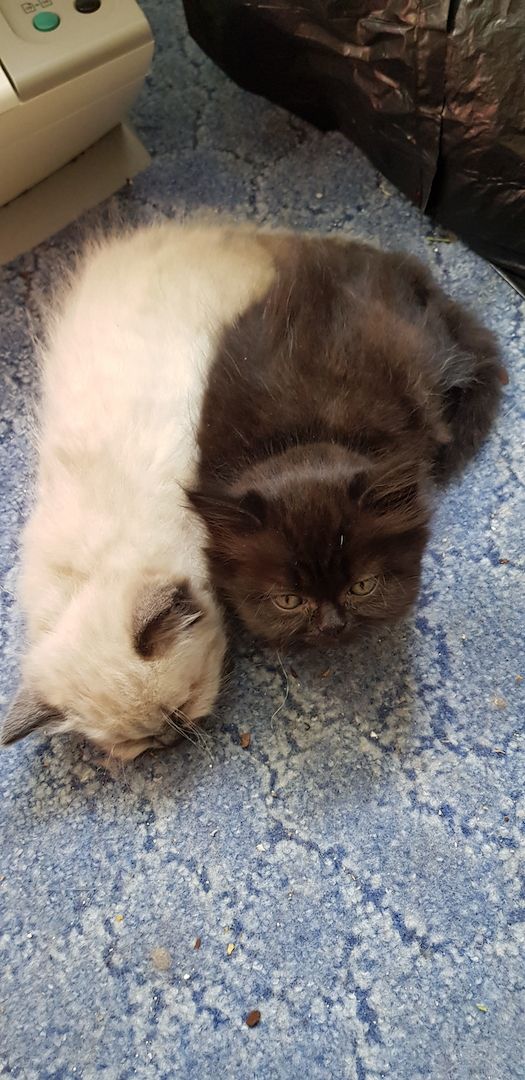 Perser Katze schwarz