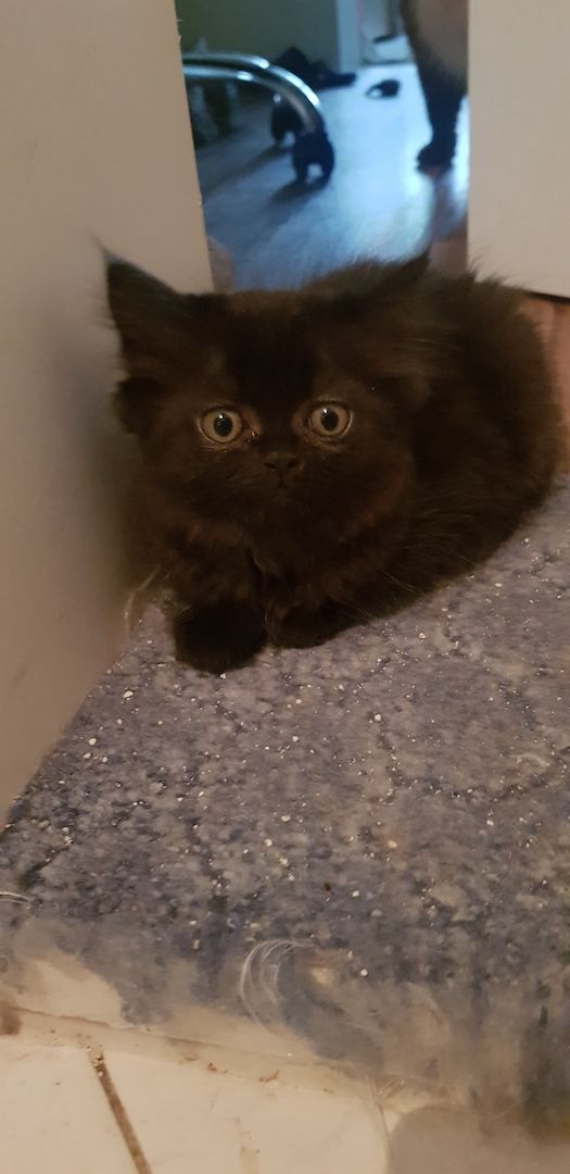 Perser Katze schwarz