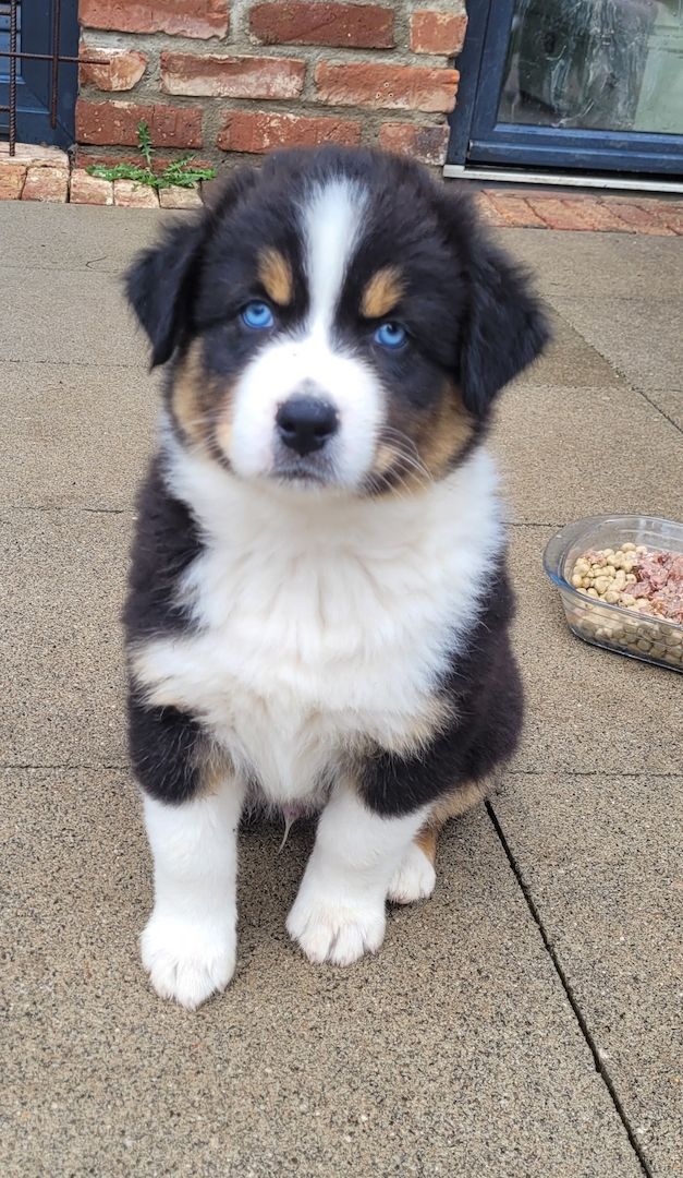 Australian Shepherd