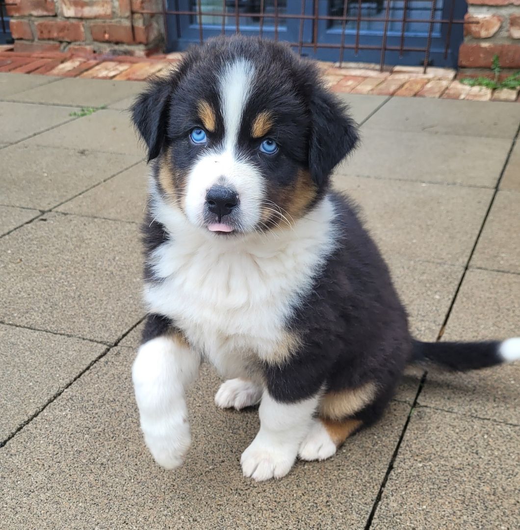 Australian Shepherd