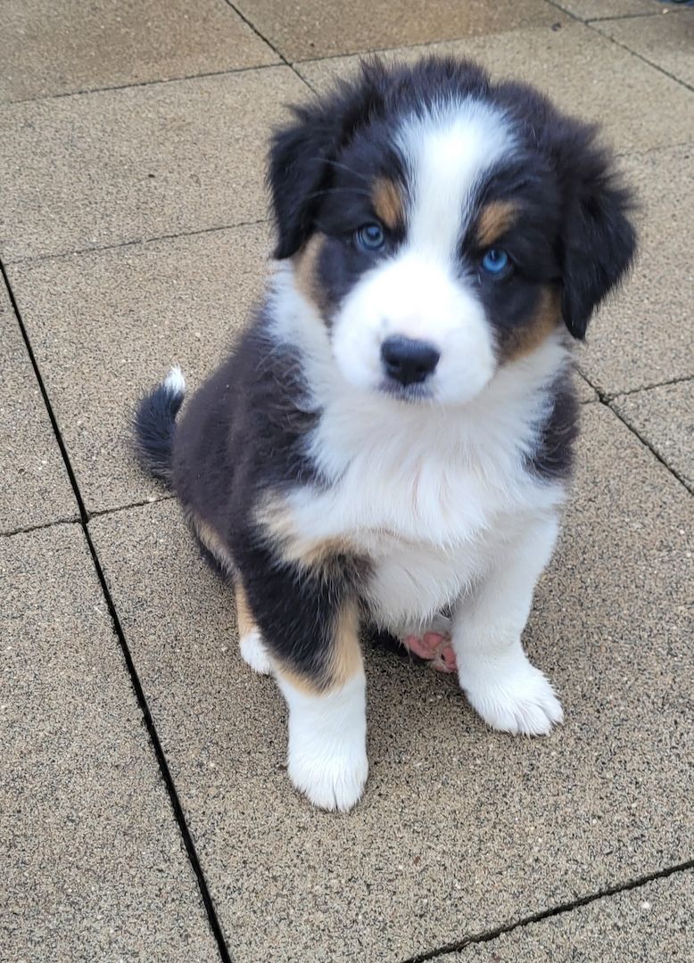 Australian Shepherd