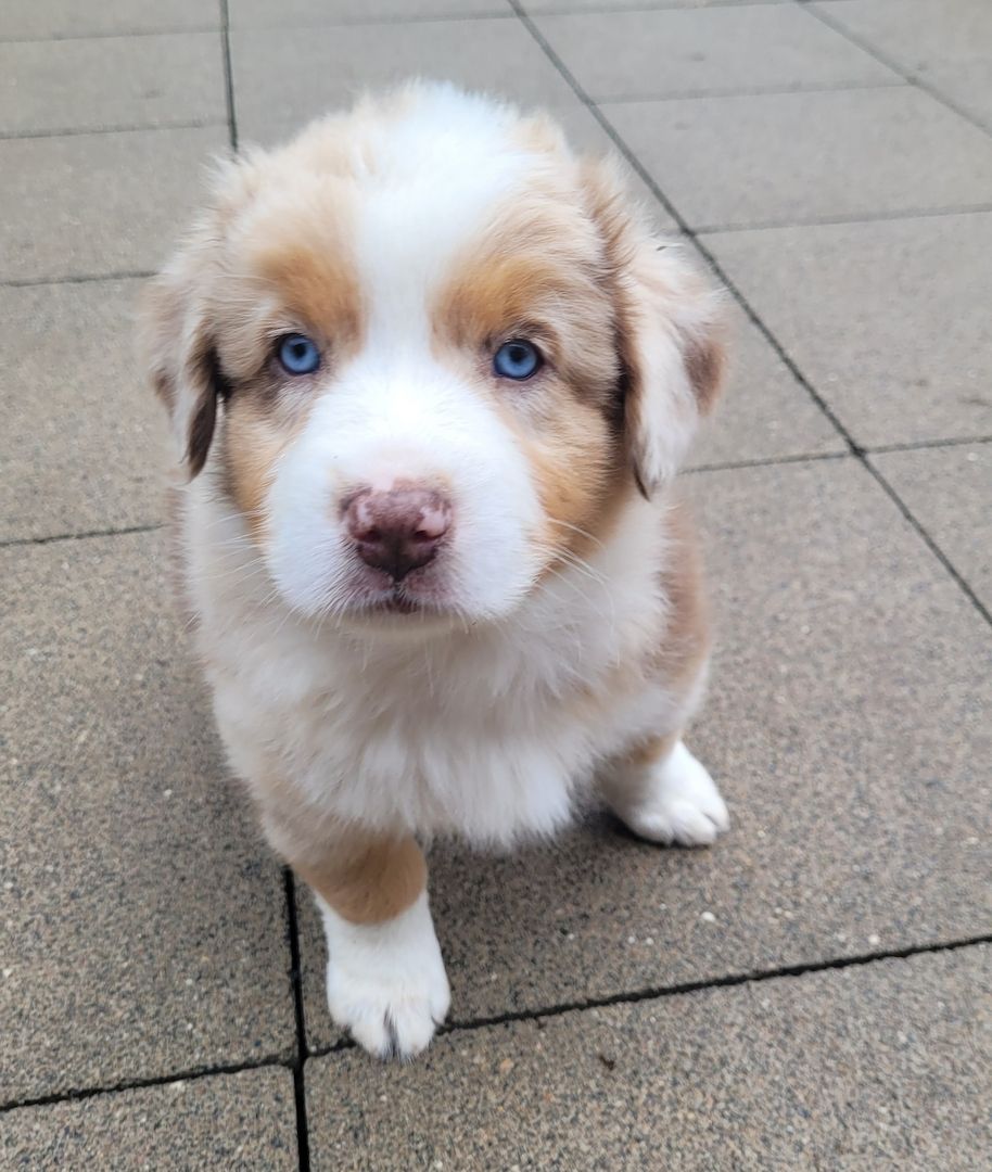 Australian Shepherd