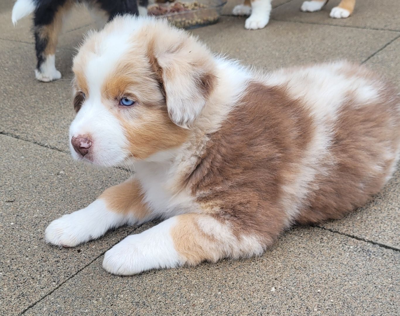 Australian Shepherd