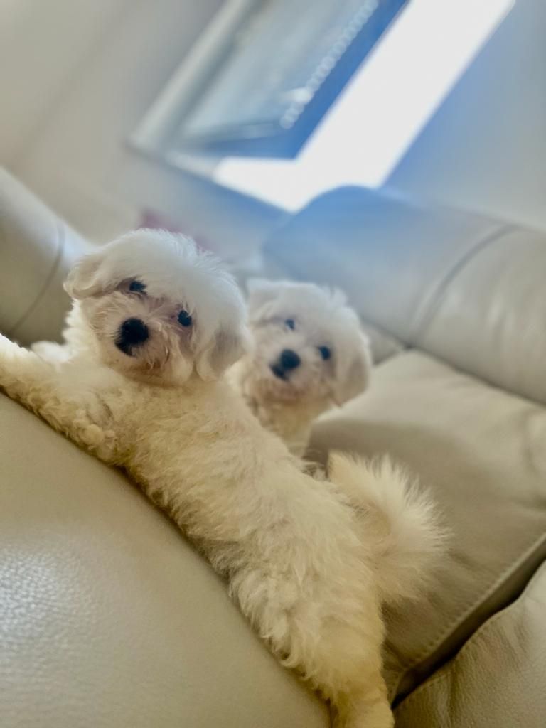 Malteser Welpen Malteser Welpen