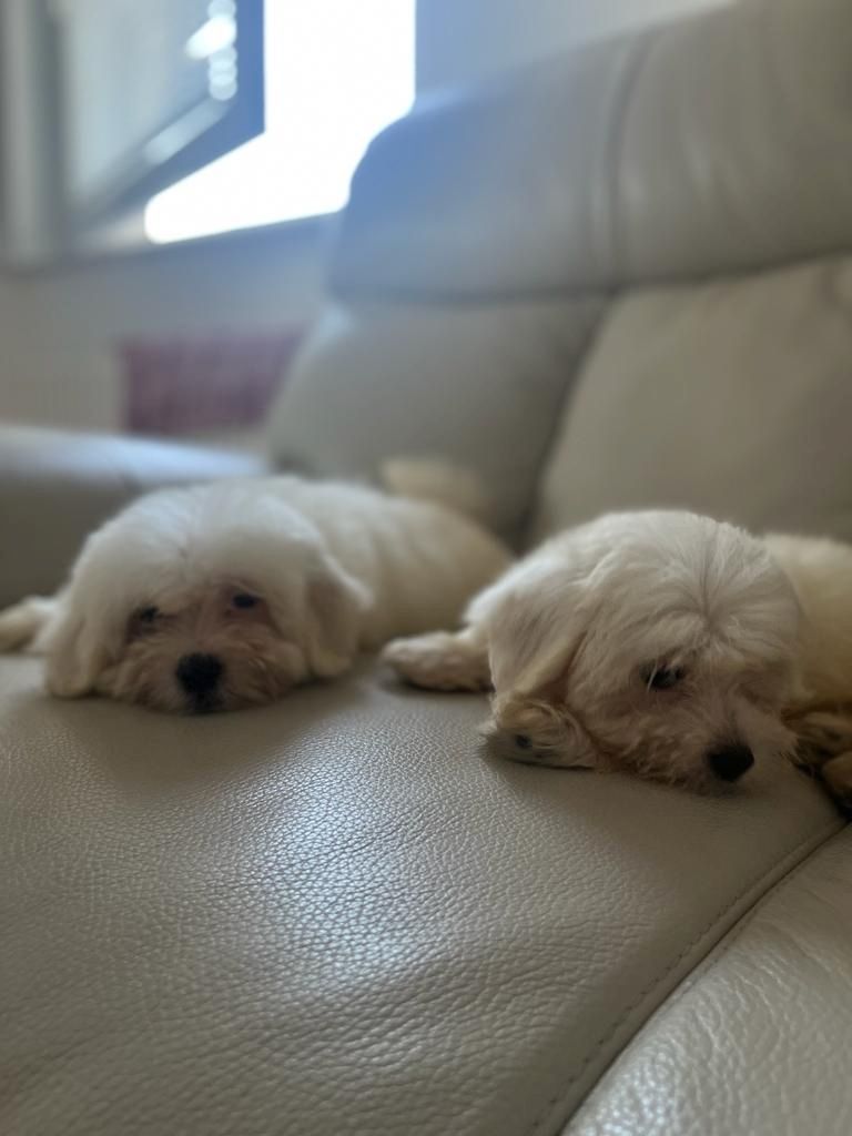 Malteser Welpen Malteser Welpen