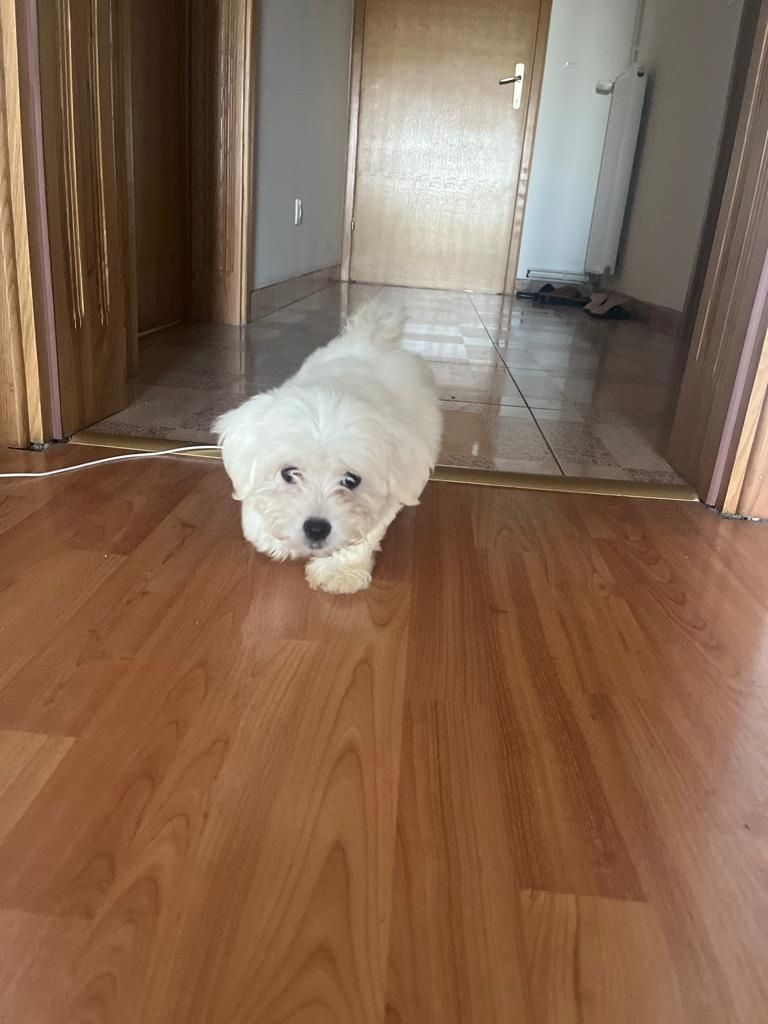 Malteser Welpen Malteser Welpen