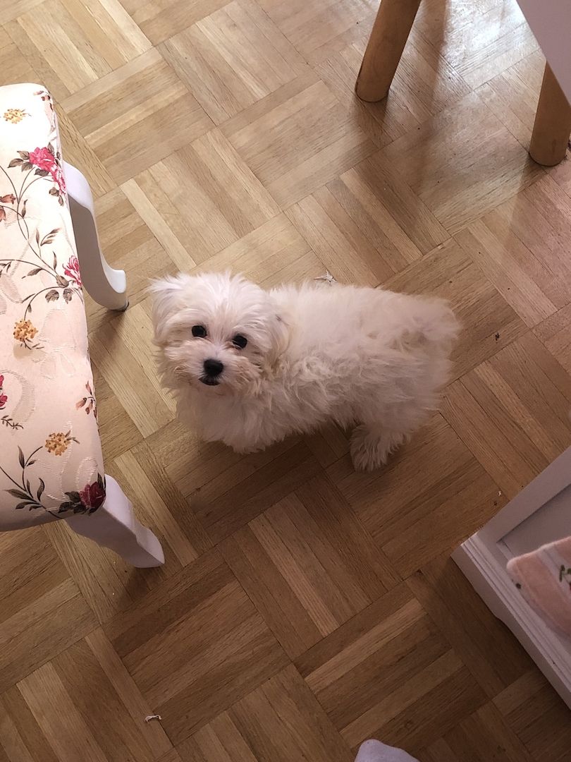 Malteser Welpen Malteser Welpen