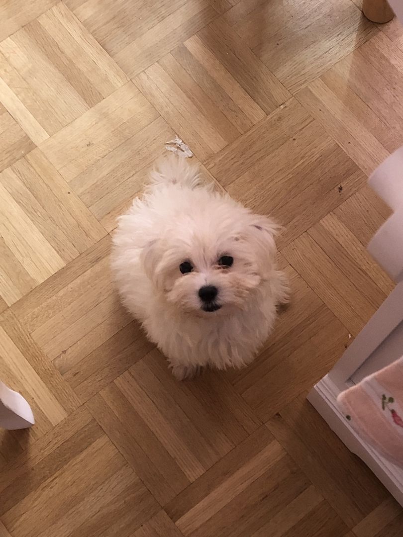 Malteser Welpen Malteser Welpen