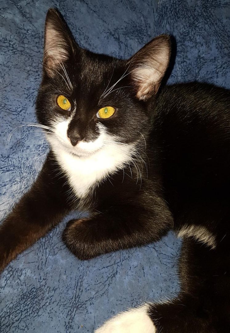 Katerchen im coolen Outfit 😉  ♡ Mix Kitten ( Waldkatze / Maine Coon & EKH ?  ) ♡ Kater -  Babykatze