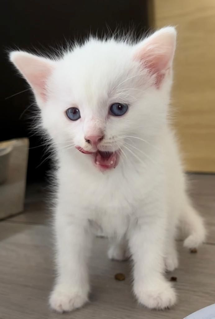 BKH+Türkisch Angora Kitten Weiß