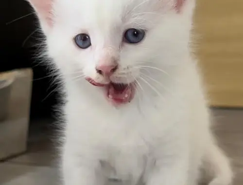 BKH+Türkisch Angora Kitten Weiß