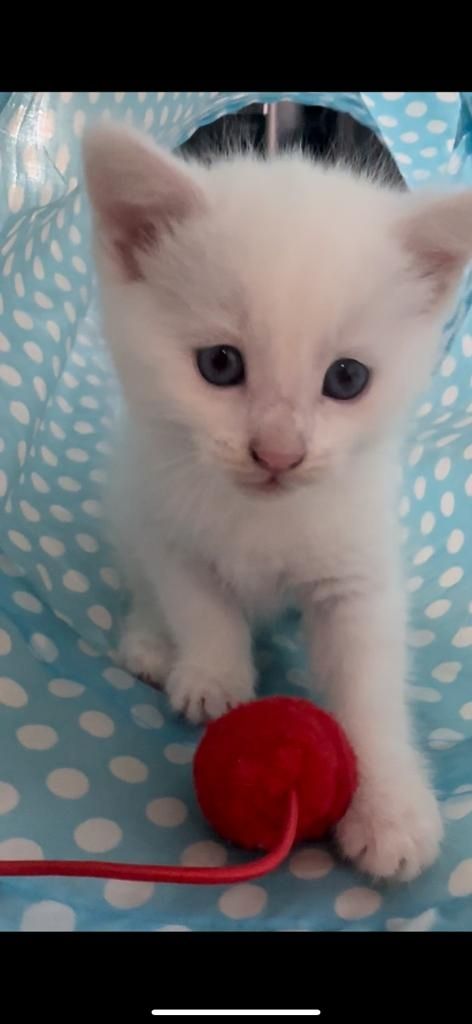 BKH+Türkisch Angora Kitten Weiß