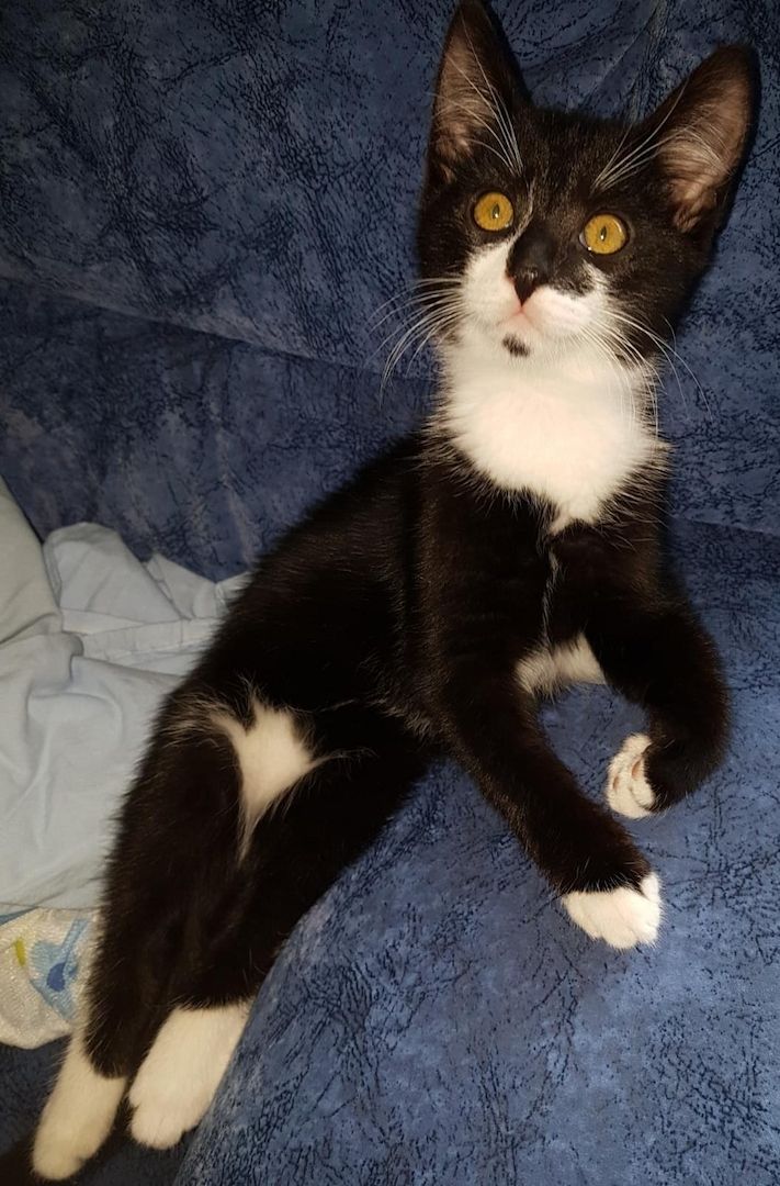 Katerchen im coolen Outfit 😉  ♡ Mix Kitten ( Waldkatze / Maine Coon & EKH ?  ) ♡ Kater -  Babykatze