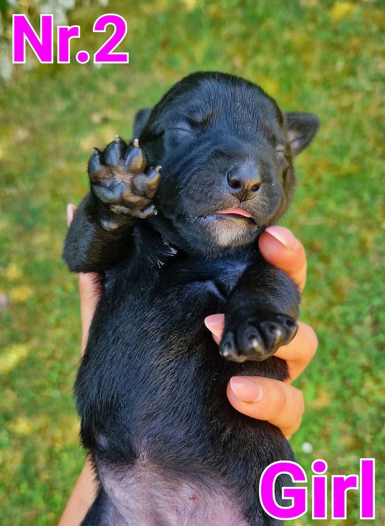 Bildschöne Malinoispuppy's! Bildschöne Malinoispuppy's!
