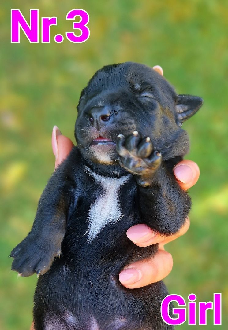 Bildschöne Malinoispuppy's! Bildschöne Malinoispuppy's!