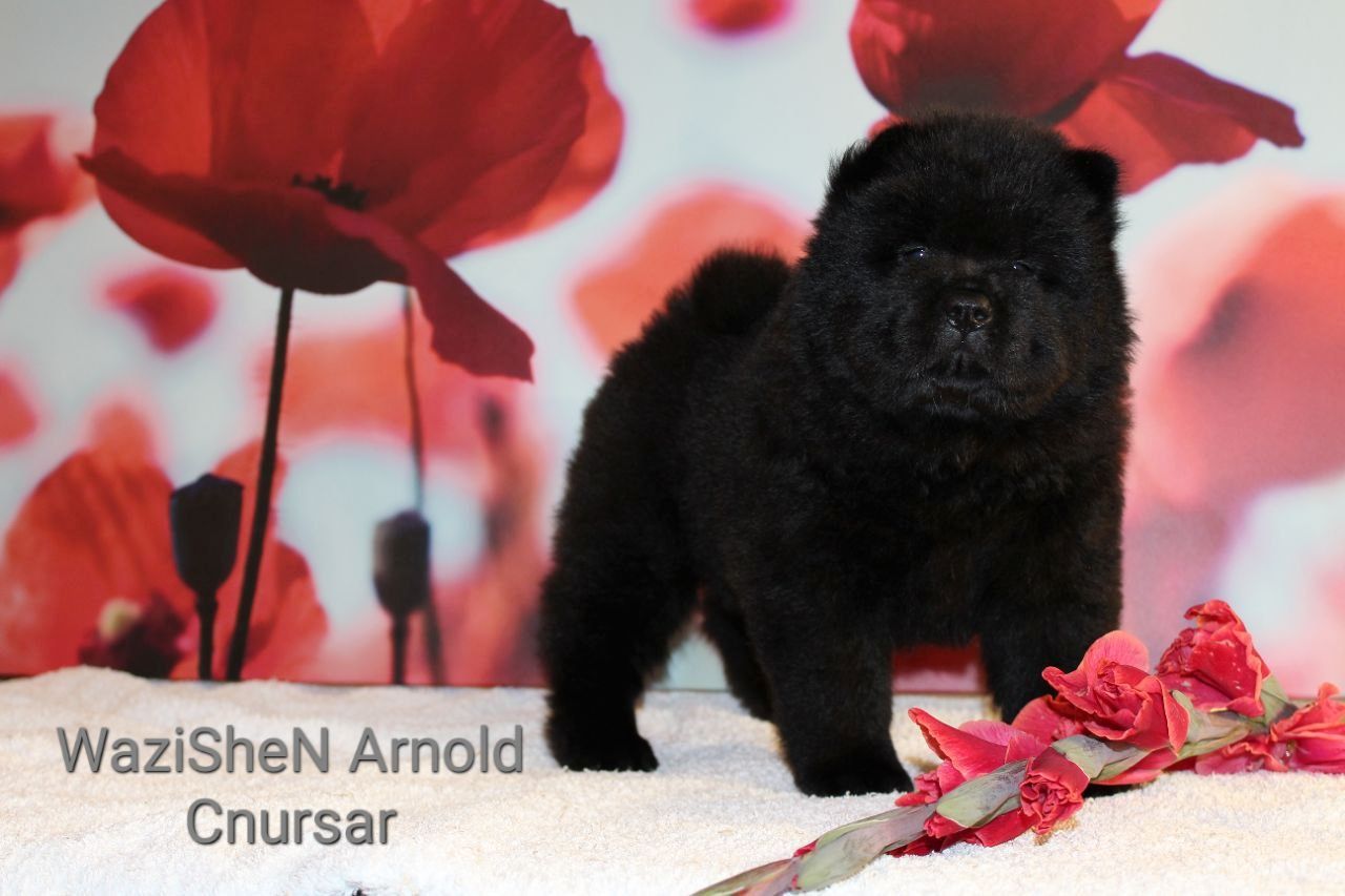 Süße Chow Chow Welpen