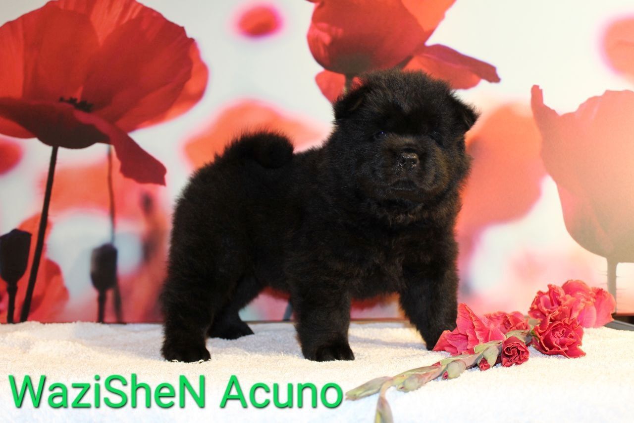 Süße Chow Chow Welpen