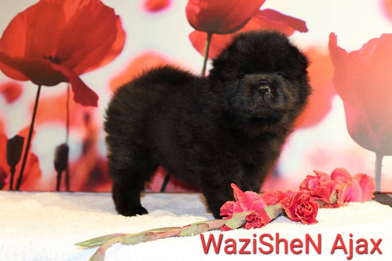 Süße Chow Chow Welpen
