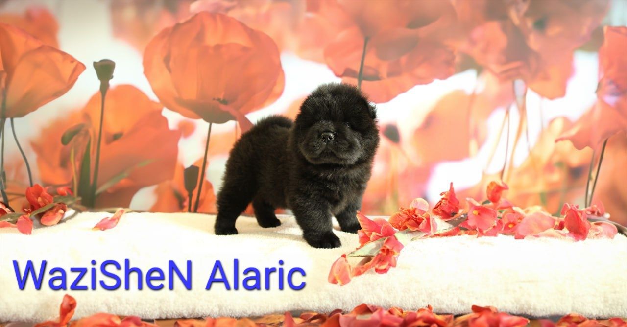 Süße Chow Chow Welpen