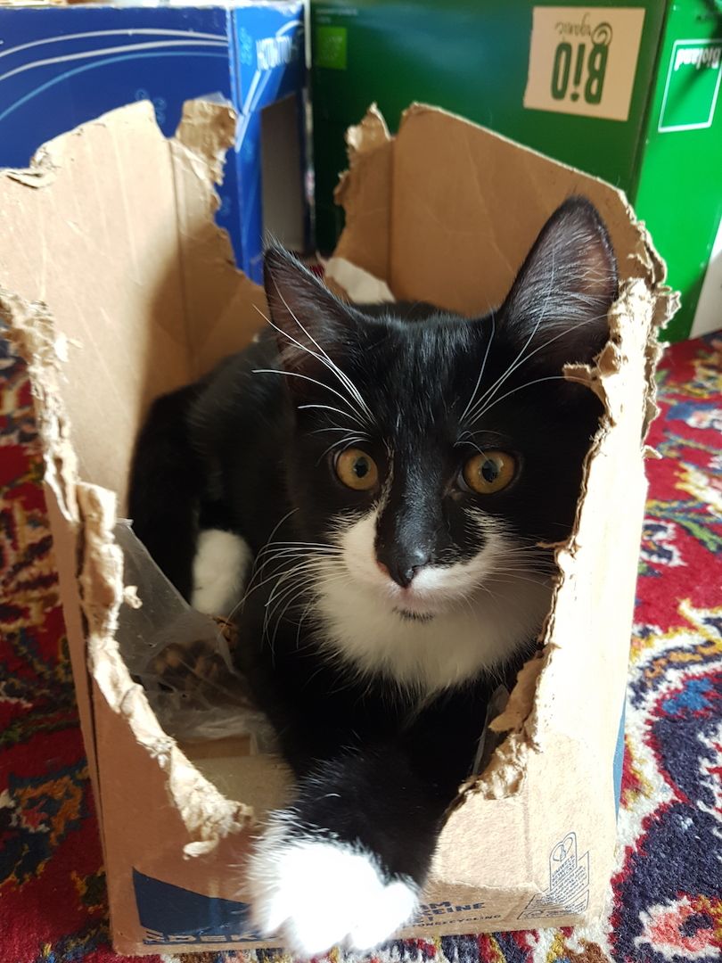 Katerchen im coolen Outfit 😉  ♡ Mix Kitten ( Waldkatze / Maine Coon & EKH ?  ) ♡ Kater -  Babykatze