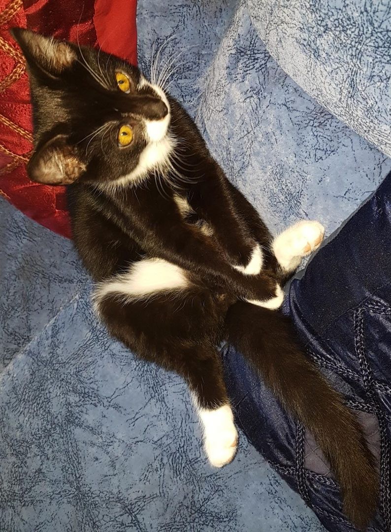 Katerchen im coolen Outfit 😉  ♡ Mix Kitten ( Waldkatze / Maine Coon & EKH ?  ) ♡ Kater -  Babykatze