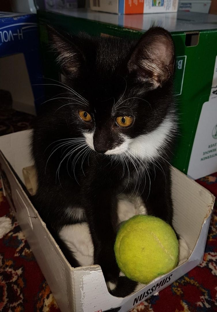 Katerchen im coolen Outfit 😉  ♡ Mix Kitten ( Waldkatze / Maine Coon & EKH ?  ) ♡ Kater -  Babykatze