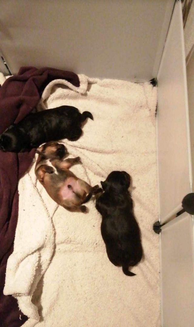 Liebevolles zu Hause gesucht