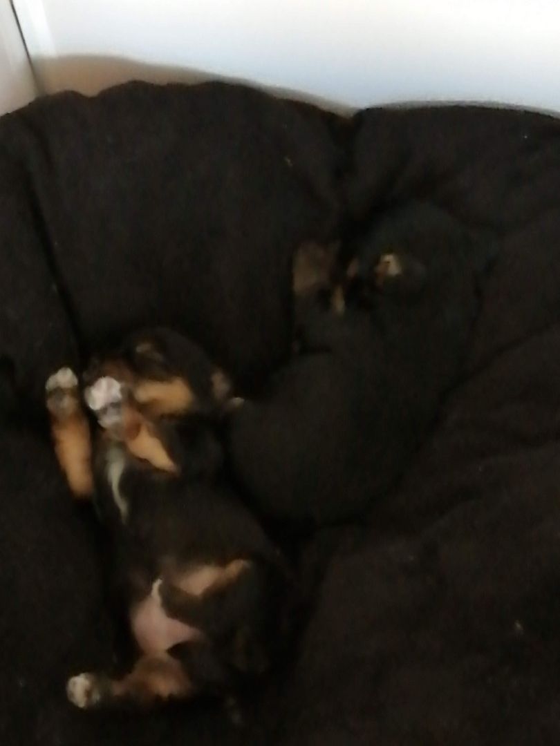 Liebevolles zu Hause gesucht