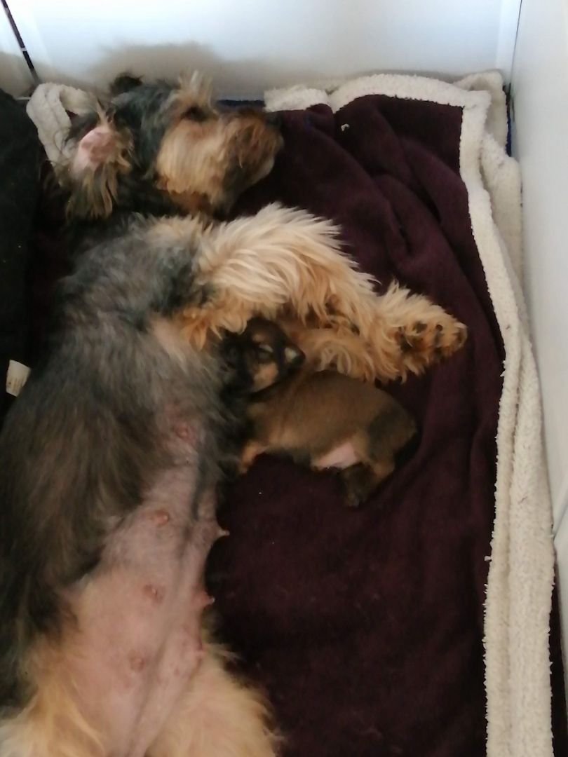 Liebevolles zu Hause gesucht