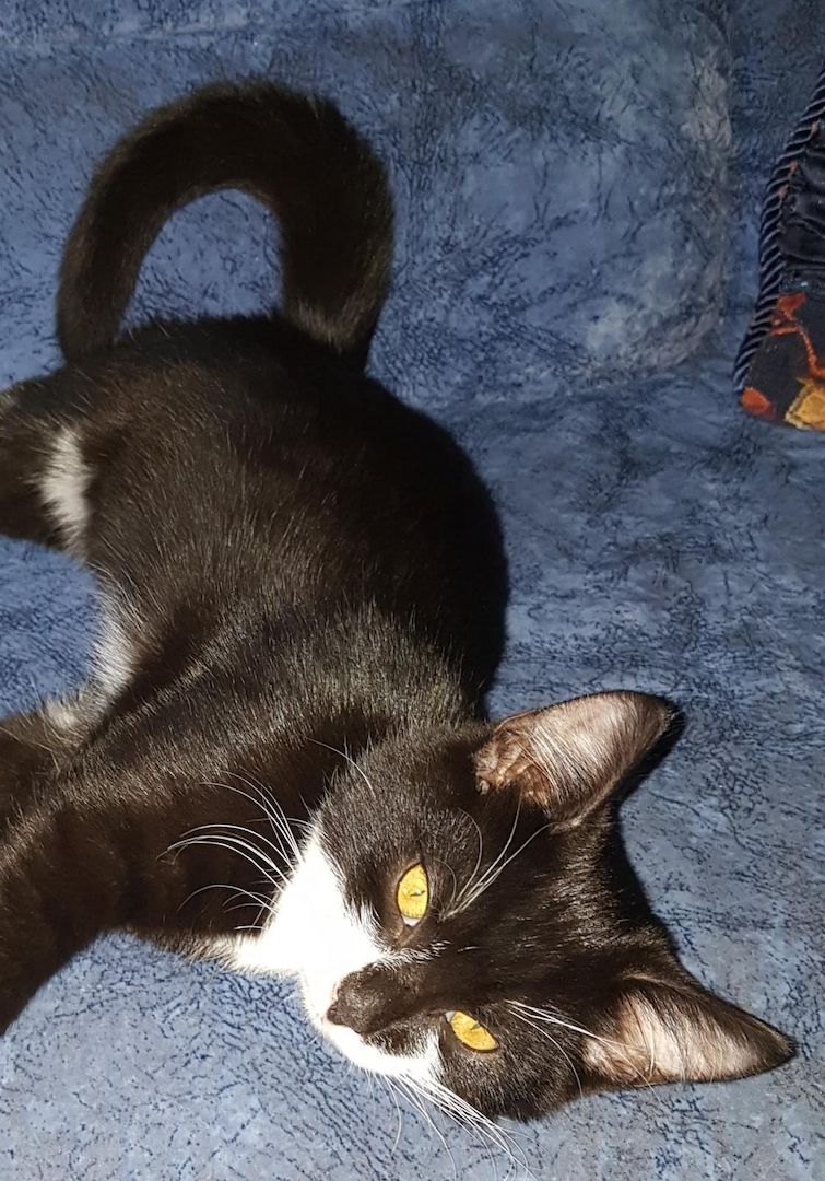 Katerchen im coolen Outfit 😉  ♡ Mix Kitten ( Waldkatze / Maine Coon & EKH ?  ) ♡ Kater -  Babykatze