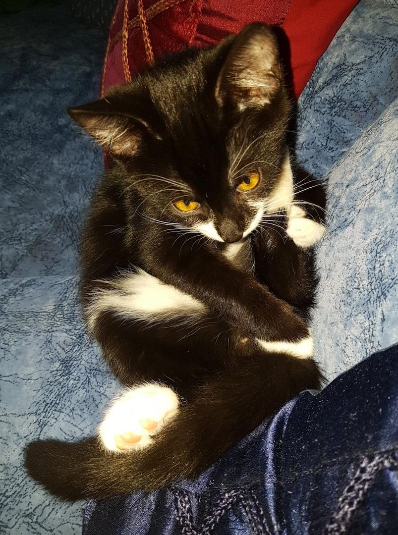 Katerchen im coolen Outfit 😉  ♡ Mix Kitten ( Waldkatze / Maine Coon & EKH ?  ) ♡ Kater -  Babykatze