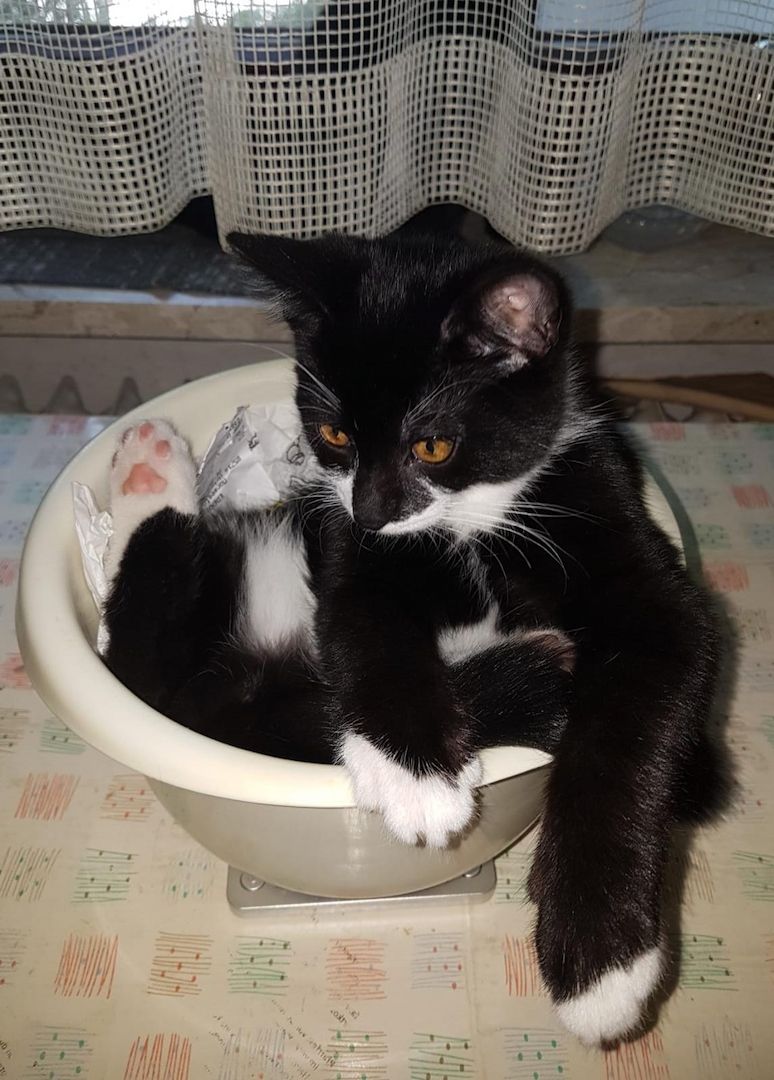 Katerchen im coolen Outfit 😉  ♡ Mix Kitten ( Waldkatze / Maine Coon & EKH ?  ) ♡ Kater -  Babykatze