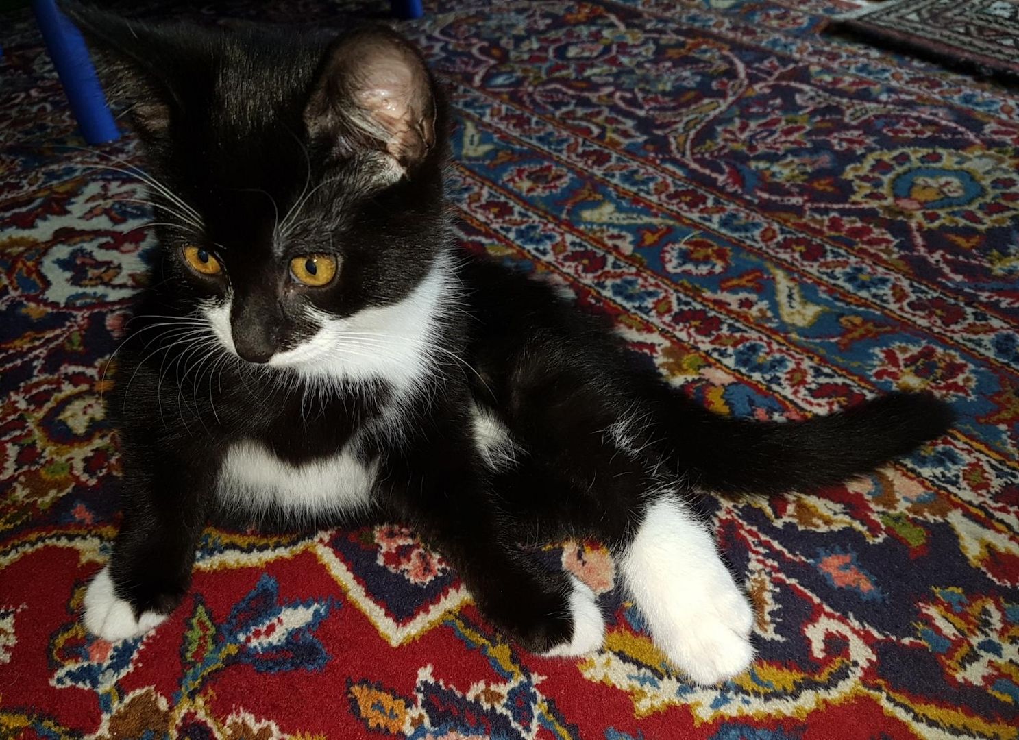 Katerchen im coolen Outfit 😉  ♡ Mix Kitten ( Waldkatze / Maine Coon & EKH ?  ) ♡ Kater -  Babykatze