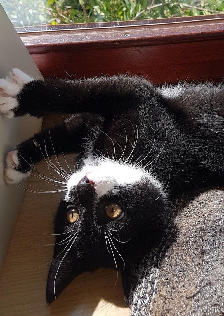 Katerchen im coolen Outfit 😉  ♡ Mix Kitten ( Waldkatze / Maine Coon & EKH ?  ) ♡ Kater -  Babykatze