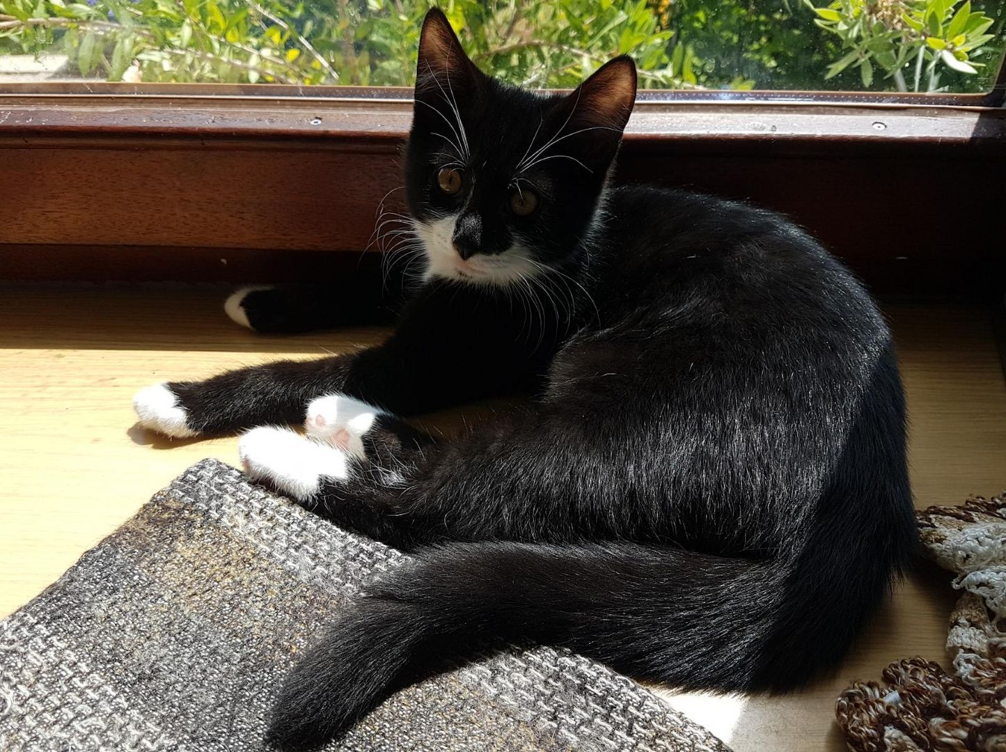 Katerchen im coolen Outfit 😉  ♡ Mix Kitten ( Waldkatze / Maine Coon & EKH ?  ) ♡ Kater -  Babykatze