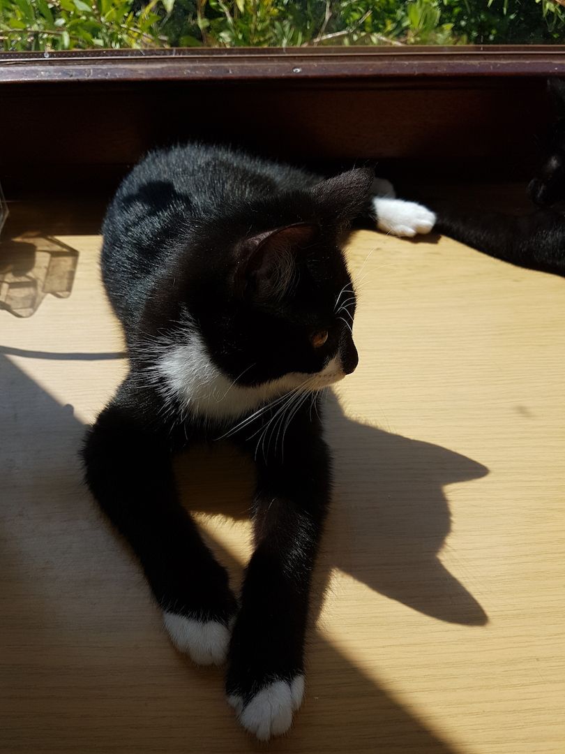 Katerchen im coolen Outfit 😉  ♡ Mix Kitten ( Waldkatze / Maine Coon & EKH ?  ) ♡ Kater -  Babykatze