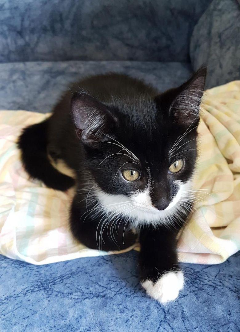 Katerchen im coolen Outfit 😉  ♡ Mix Kitten ( Waldkatze / Maine Coon & EKH ?  ) ♡ Kater -  Babykatze