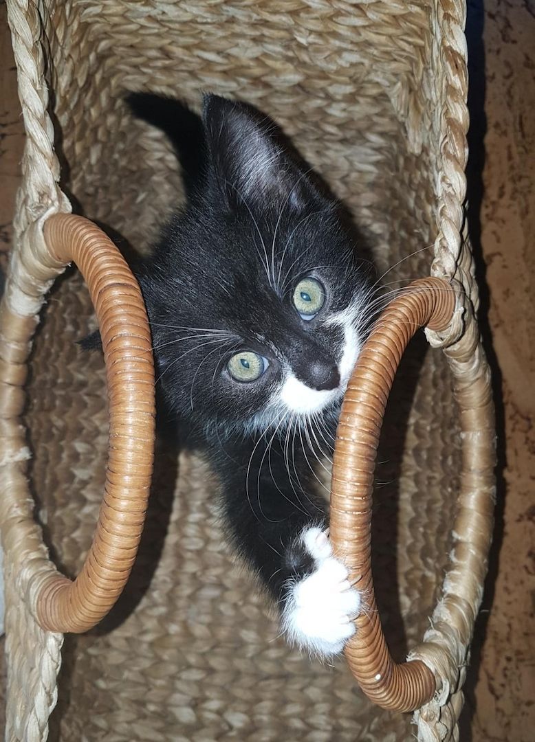 Katerchen im coolen Outfit 😉  ♡ Mix Kitten ( Waldkatze / Maine Coon & EKH ?  ) ♡ Kater -  Babykatze