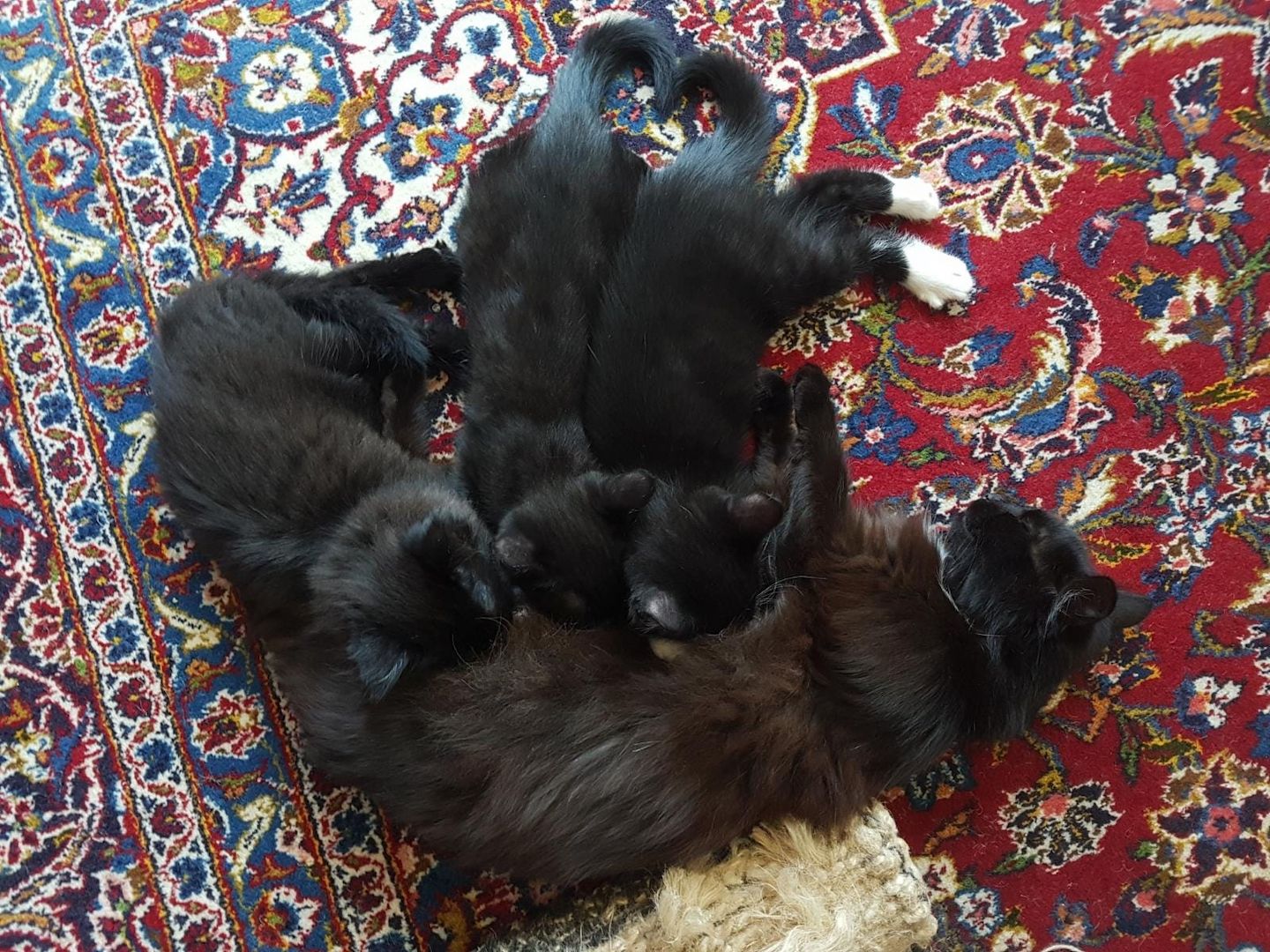 Katerchen im coolen Outfit 😉  ♡ Mix Kitten ( Waldkatze / Maine Coon & EKH ?  ) ♡ Kater -  Babykatze