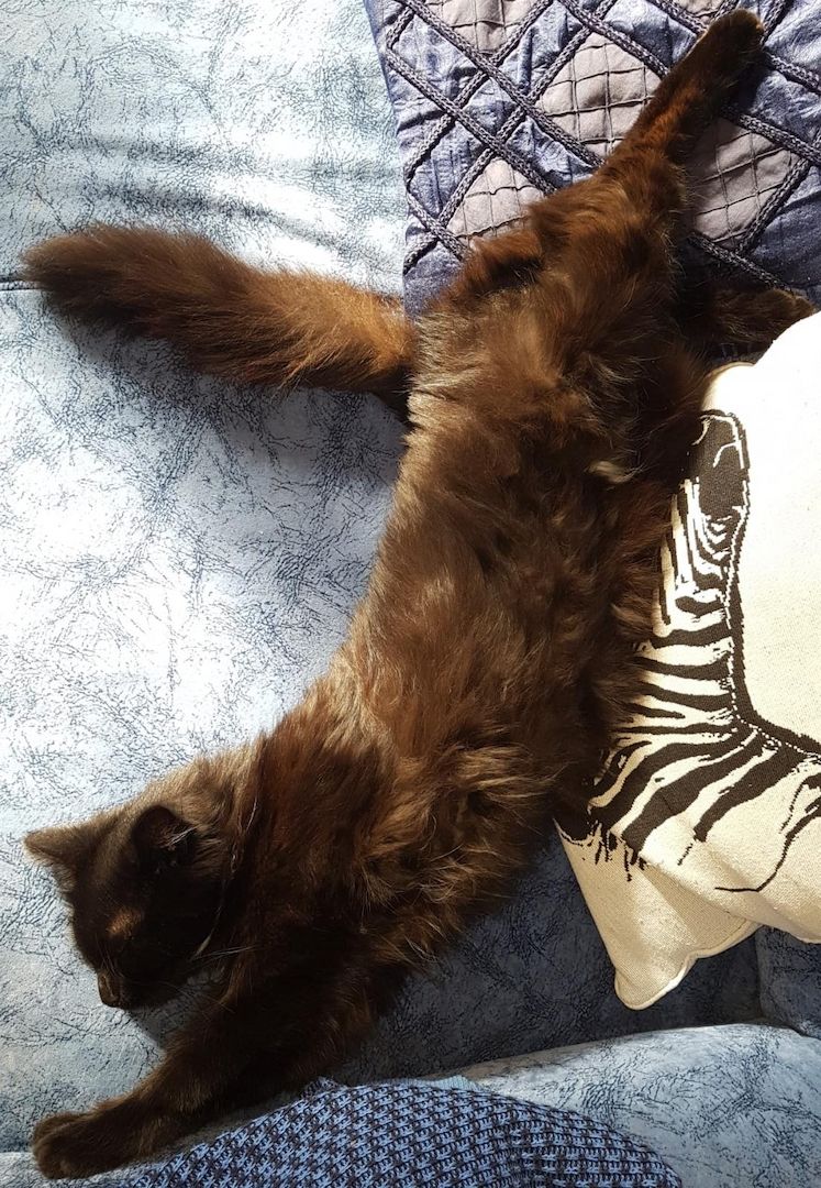 Katerchen im coolen Outfit 😉  ♡ Mix Kitten ( Waldkatze / Maine Coon & EKH ?  ) ♡ Kater -  Babykatze